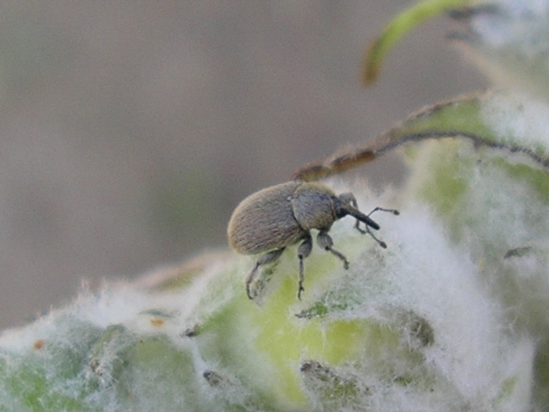 Curculionide su verbasco